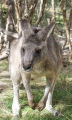 Naklejka premium Wallaby