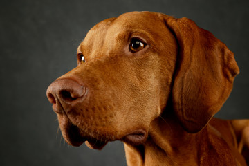 Portrait of an adorable Hungarian Vizsla