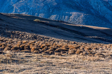 Distant view of tussock field with hillocks in autumn