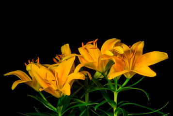 Yellow lilies on a black background