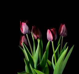 Red tulips on a black background