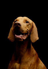 Portrait of an adorable Hungarian Vizsla