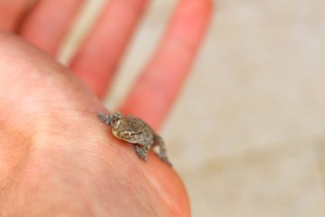 European common gecko (Tarentola mauritanica). Close up of a young specimen found in Terracina, Italy.