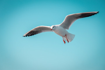 seagulls on a formation flight