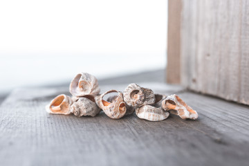 Beautiful seashells on the seashore. In light shades. Marine theme suitable for background.