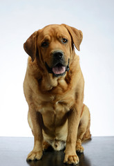 Studio shot of an adorable Golden Retriever