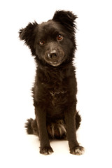 Studio shot of an adorable Mixed breed dog