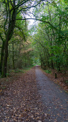 path in the forest