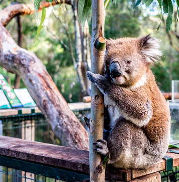 Koala