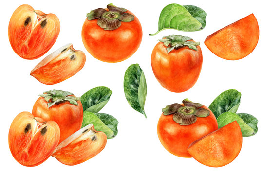 Persimmon set composition watercolor isolated on white background