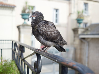 pigeon