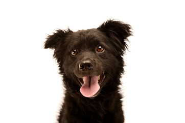 Portrait of an adorable Mixed breed dog