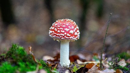 fly agaric in the forest