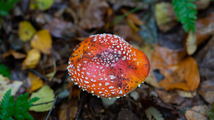 fly agaric in forest