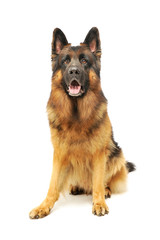 Studio shot of an adorable German shepherd