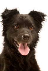 Portrait of an adorable Mixed breed dog