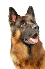 Portrait of an adorable German shepherd