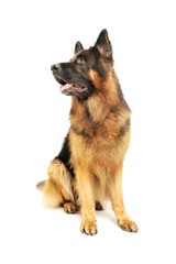 Studio shot of an adorable German shepherd