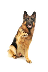 Studio shot of an adorable German shepherd