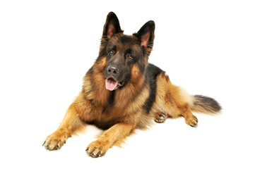 Studio shot of an adorable German shepherd