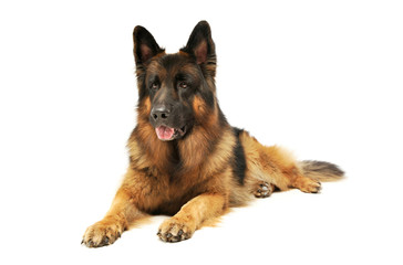 Studio shot of an adorable German shepherd