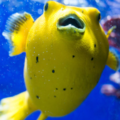 Arothron Meleagris Citrinellus, also said lemon puffer fish 