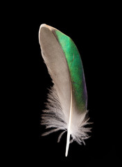 beautiful Mallard feather Anas  platyrhynchos close up