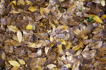 Autumn leaves