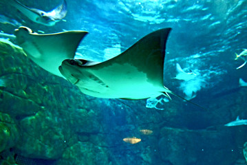 mantarraya