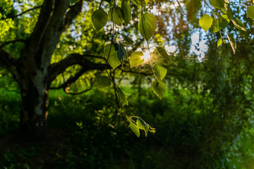 Under the single young birch tree