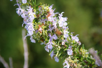 Rosemary plant (Rosmarinus officinalis) flowers, macro detail close up.