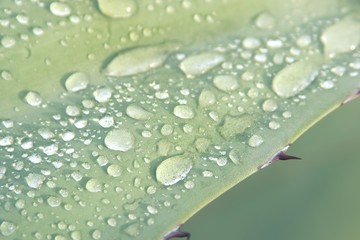 Water droplets on a sentry plant (Agave americana) leaf after the rain. Detail macro close up.