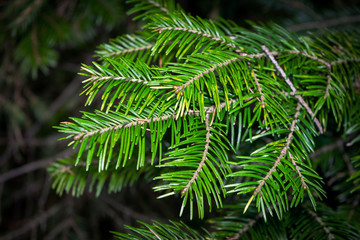 Fir tree brunch close up. Fluffy fir tree brunch close up. Christmas wallpaper concept.