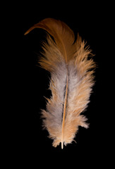 beautiful fluffy feather domestic chicken close-up