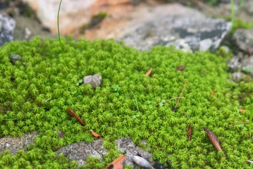 Green moss growing over stones on the forest floor.