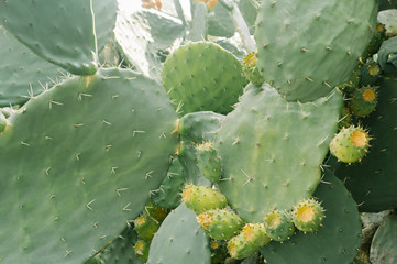 Prickly pear. Barbary fig. Moroccan cactus.