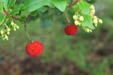 Red strawberry tree fruits (Arbutus unedo) ripe on the tree.