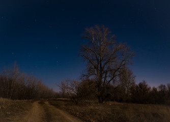 Fototapeta na wymiar Night landscape with a dark trees