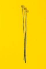 Three beautiful Billy Button flowers on yellow background. Layflat, Top view, isolated, with copy space