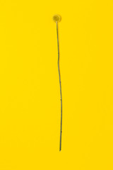 A beautiful Billy Button flower on yellow background. Layflat, Top view, isolated, with copy space