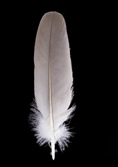 beautiful Mallard feather Anas  platyrhynchos close up