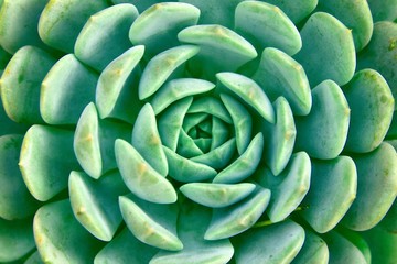 Mexican snow ball (Echeveria elegans). Full frame detail close up.