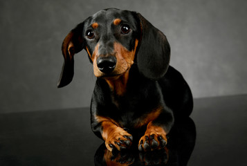 Studio shot of an adorable Dachshund