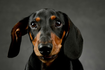Portrait of an adorable Dachshund