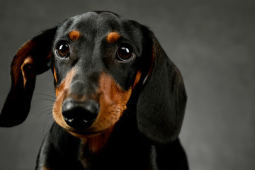 Portrait of an adorable Dachshund