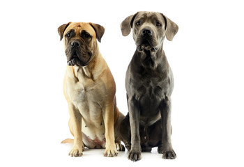 Fototapeta premium Studio shot of an adorable bull mastiff and a great dane
