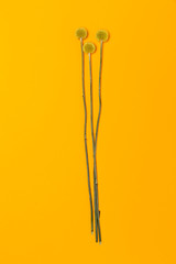 Three beautiful Billy Button flowers on a yellow background. Layflat, Top view, isolated, with copy space