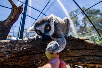 Lemur grabs food 