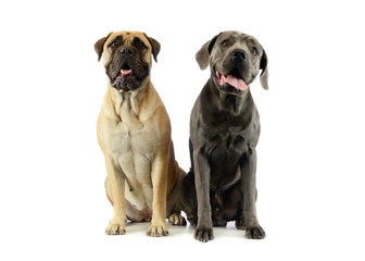 Studio shot of an adorable bull mastiff and a great dane