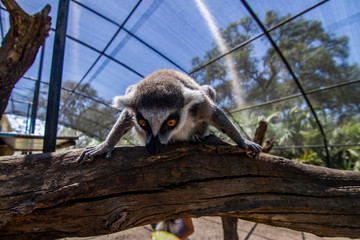 Lemur looks down
